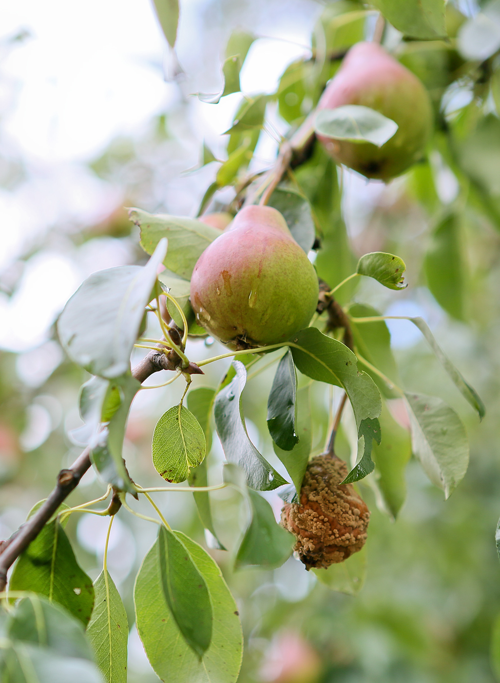 Изображение особи Pyrus communis.