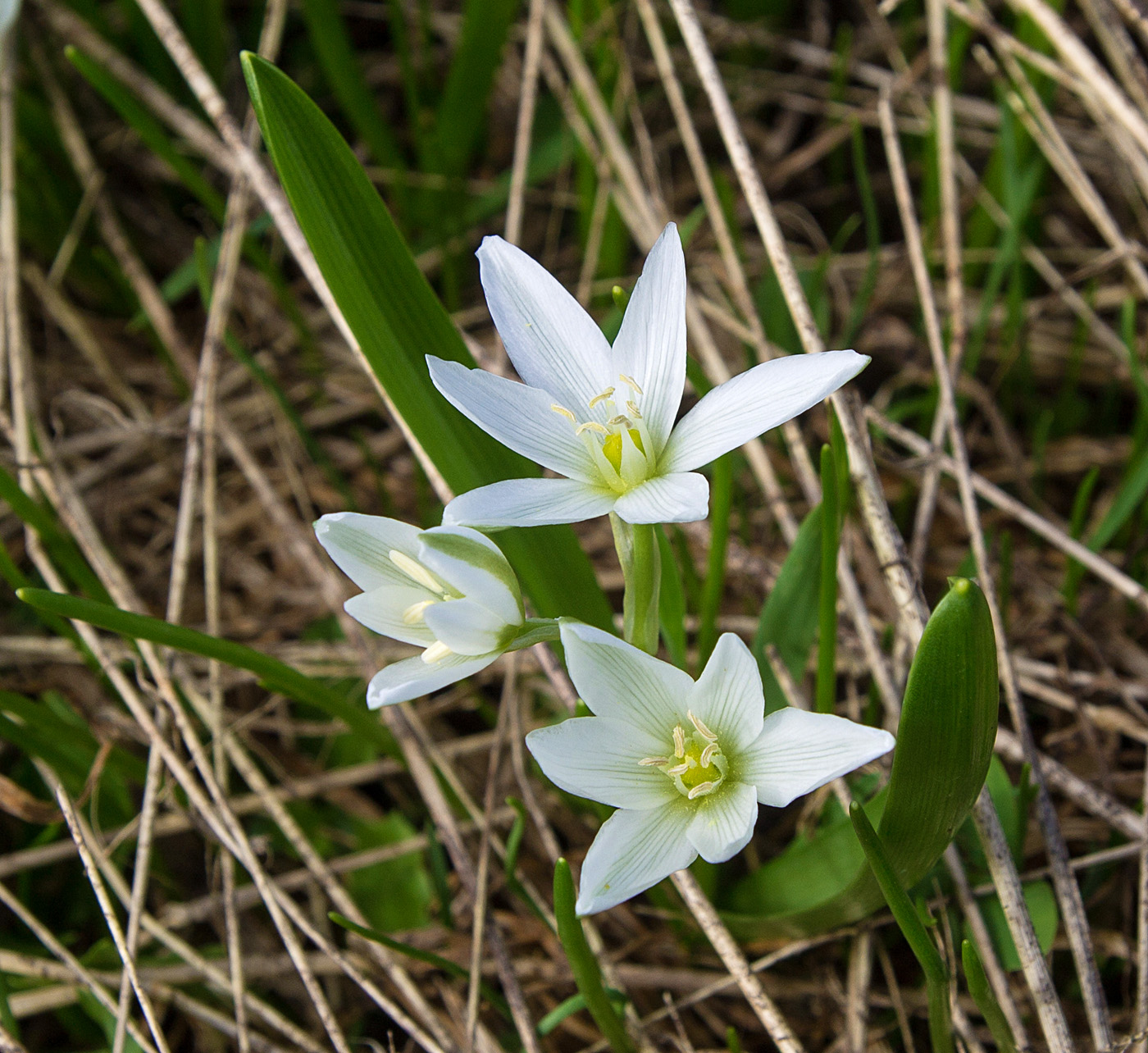 Image of Ornithogalum balansae specimen.