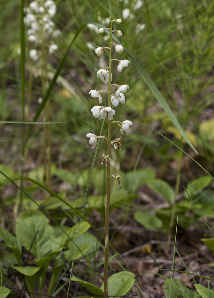 Изображение особи Pyrola rotundifolia.