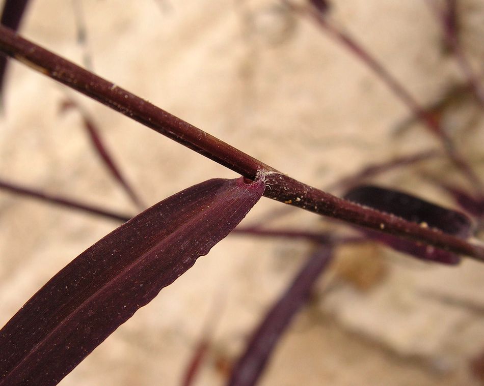 Изображение особи Panicum bisulcatum.