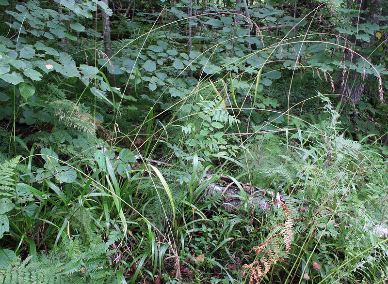 Image of Festuca altissima specimen.