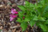 Weigela hortensis