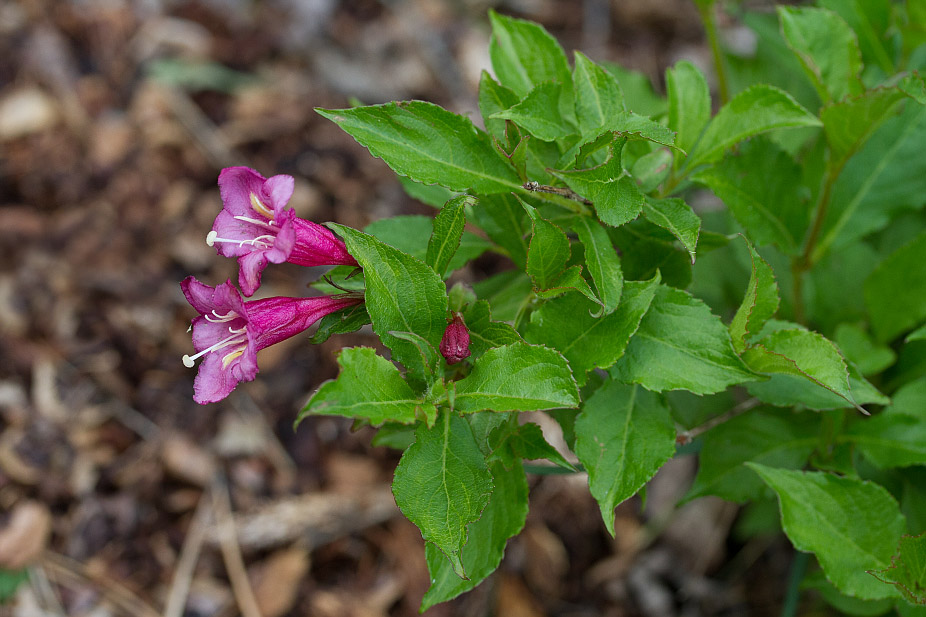 Изображение особи Weigela hortensis.