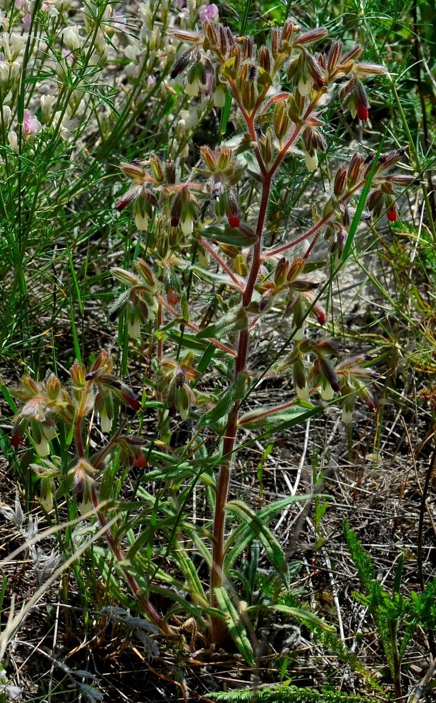 Изображение особи Onosma polychroma.