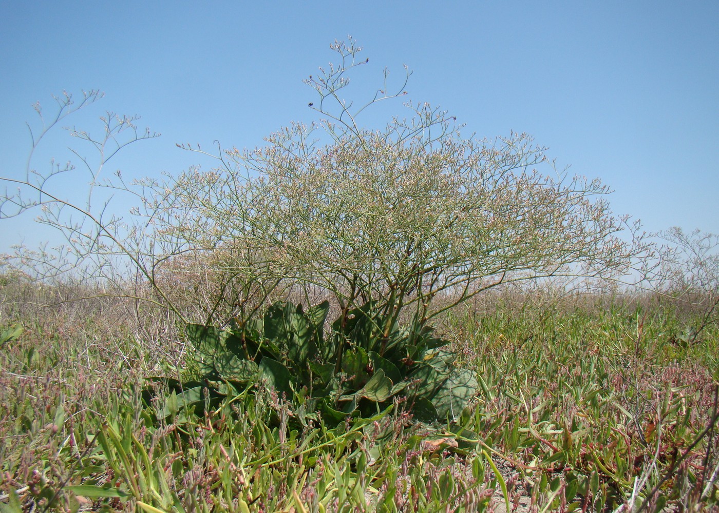 Image of Limonium coriarium specimen.