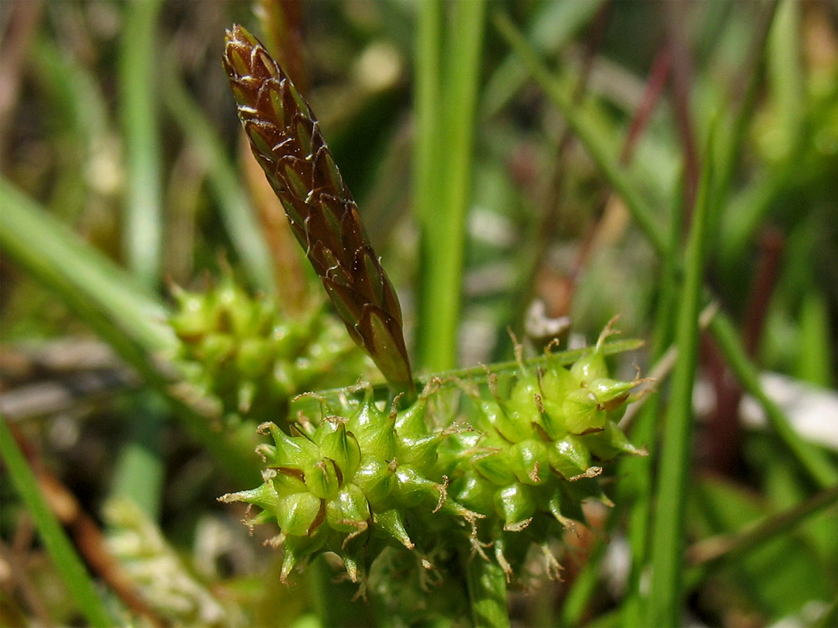 Image of Carex serotina specimen.