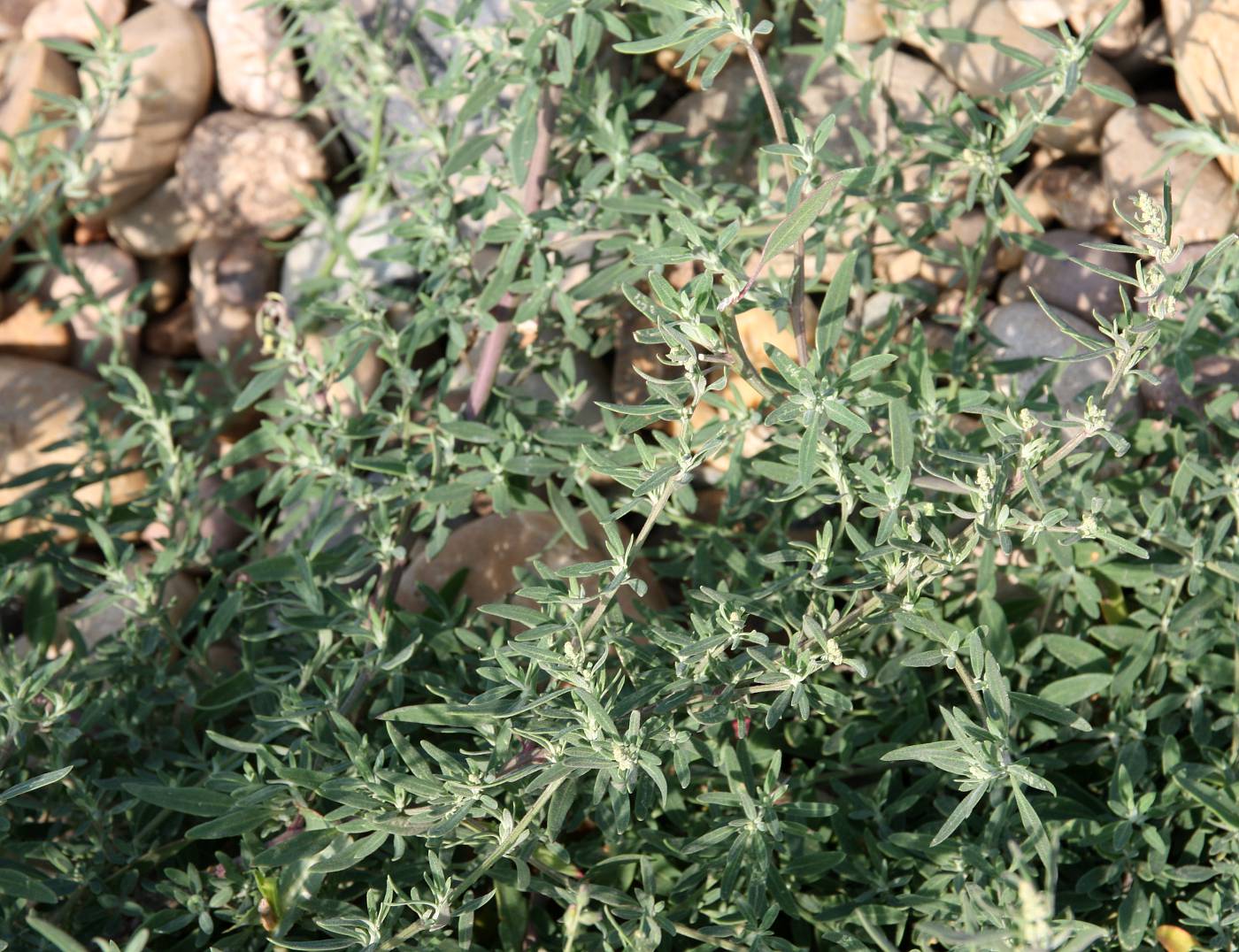 Изображение особи Chenopodium novopokrovskyanum.