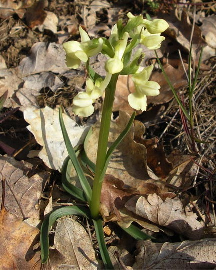 Изображение особи Dactylorhiza romana.