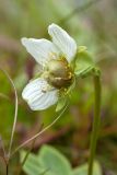 Parnassia palustris. Цветок с завязью на верхушке аномального побега. Мурманская обл., окр. пос. Дальние Зеленцы, Дальний пляж, валунно-песчаный склон к морю, сырая луговина. 29.07.2016.