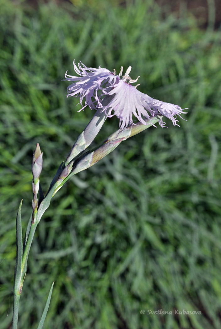 Изображение особи Dianthus arenarius.