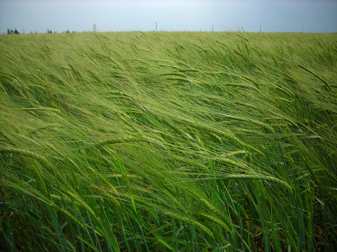 Изображение особи Hordeum distichon.