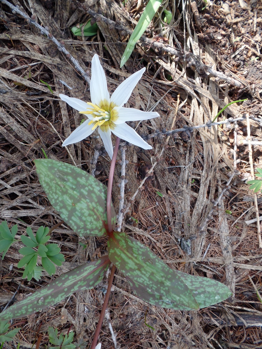 Изображение особи Erythronium sibiricum.