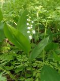 Convallaria majalis. Цветущее растение. Украина, г. Запорожье, о-в Хортица, южная часть острова, под деревьями. 29.04.2016.