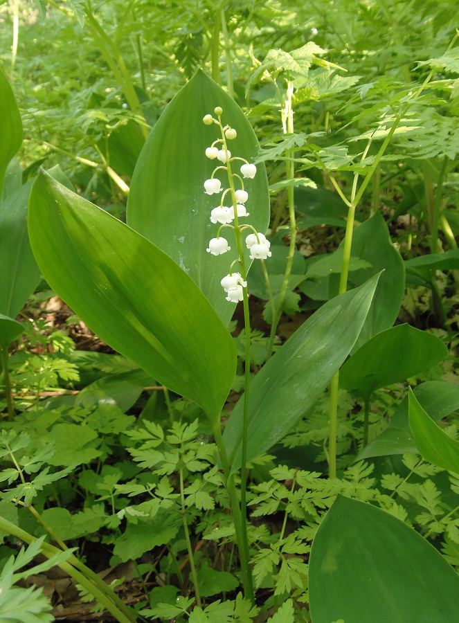 Image of Convallaria majalis specimen.