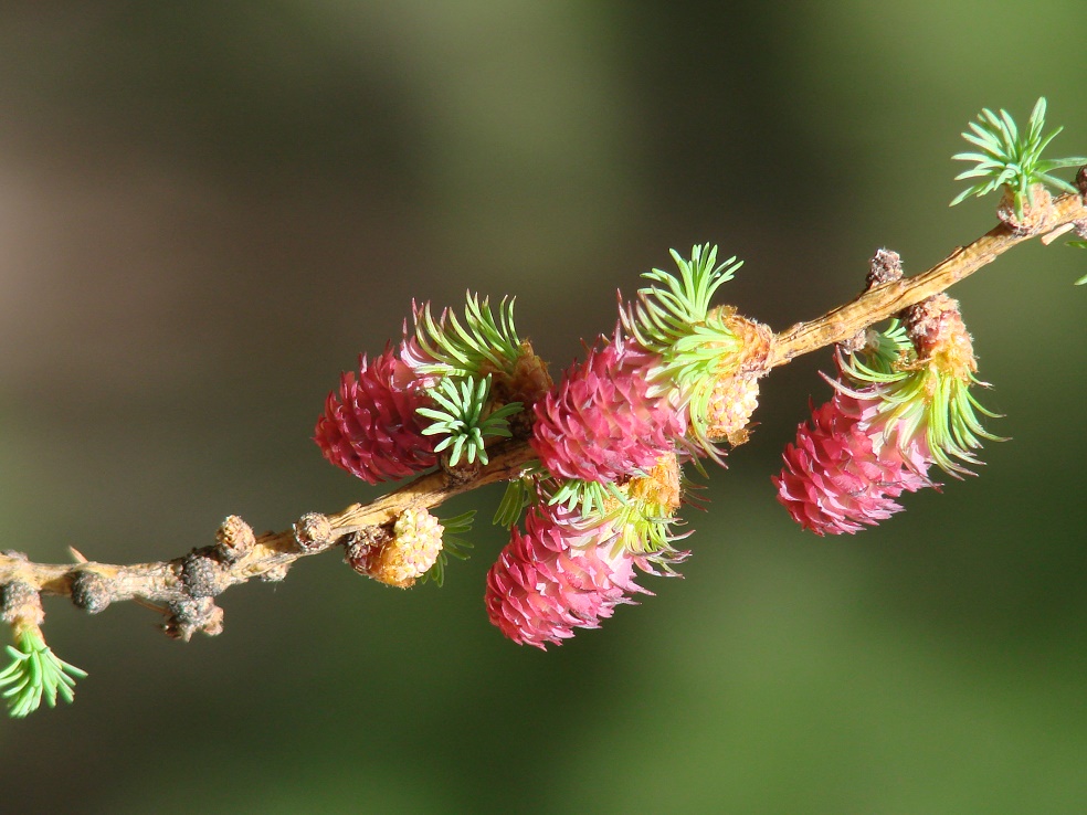 Изображение особи Larix sibirica.