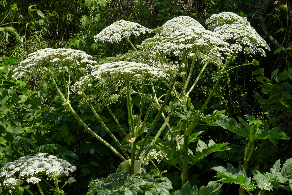 Изображение особи Heracleum mantegazzianum.