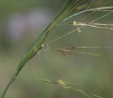 Stipa capillata