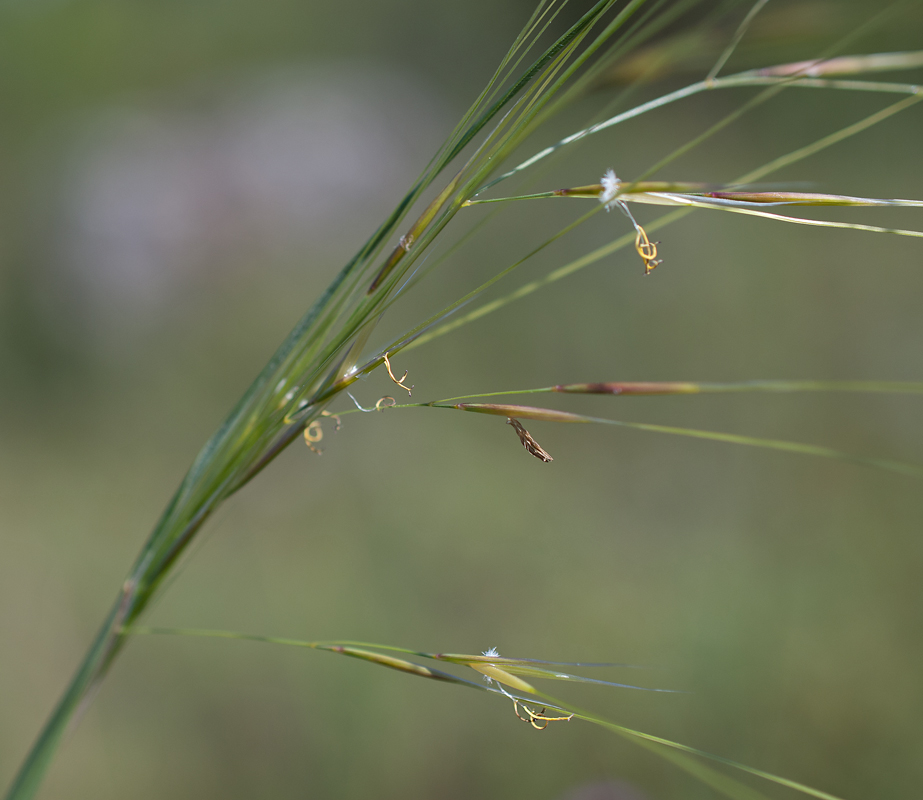 Изображение особи Stipa capillata.