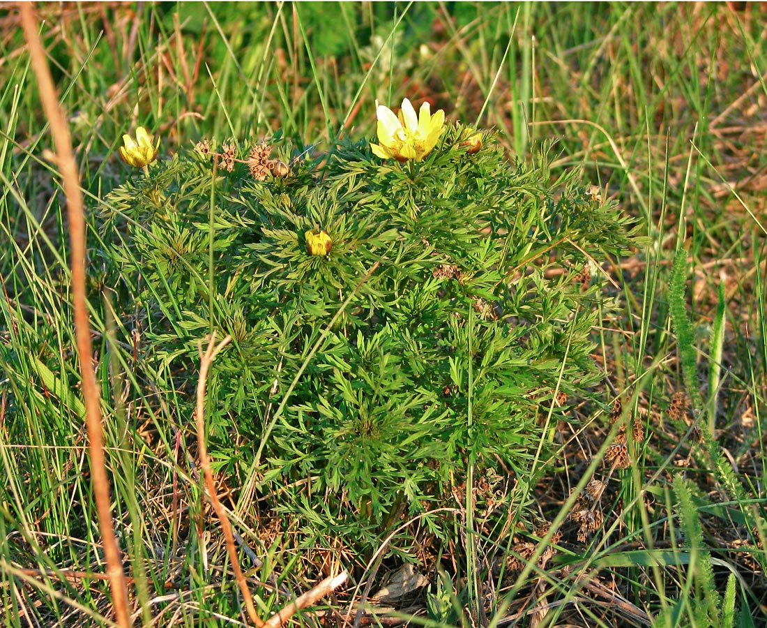 Image of Adonis volgensis specimen.