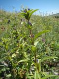 Gentiana cruciata. Цветущее растение. Ульяновская обл., Карсунский р-н, окр. с. Теньковка, гряда мергелисто-меловых склонов к р. Урень и её правому притоку к северу и востоку от села. 7 июля 2015 г.