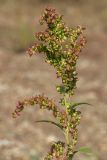 Atriplex sagittata. Верхушка плодоносящего растения. Башкортостан, Ишимбайский р-н, подножие горы Куштау, галечный берег р. Белой. 14.09.2014.
