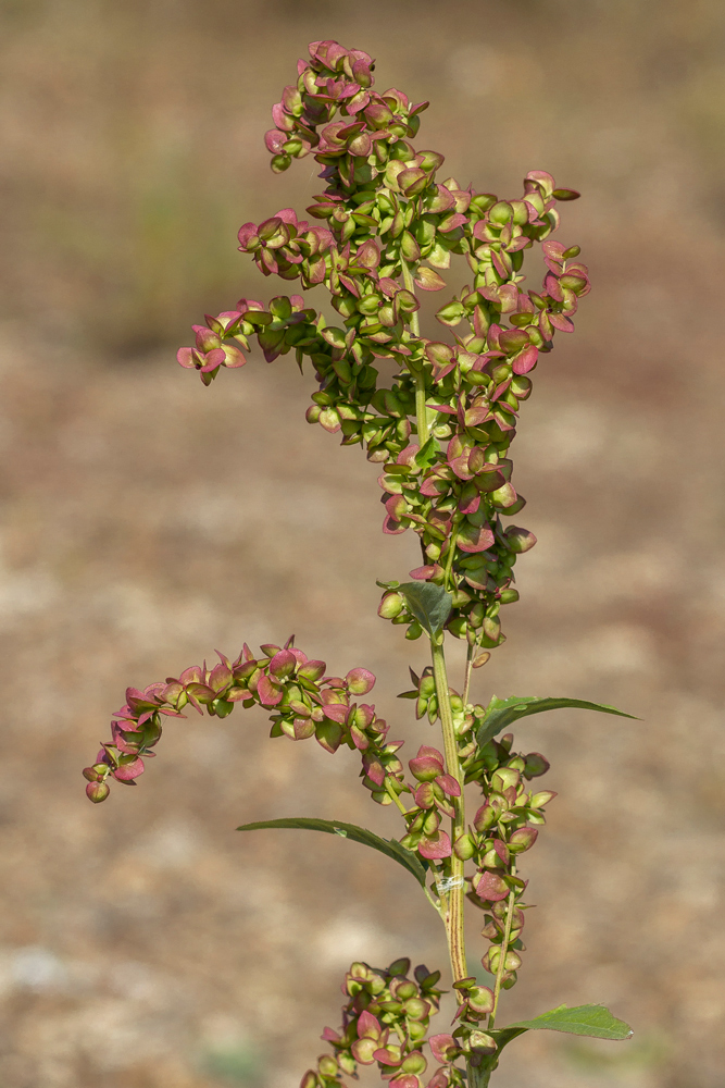 Изображение особи Atriplex sagittata.