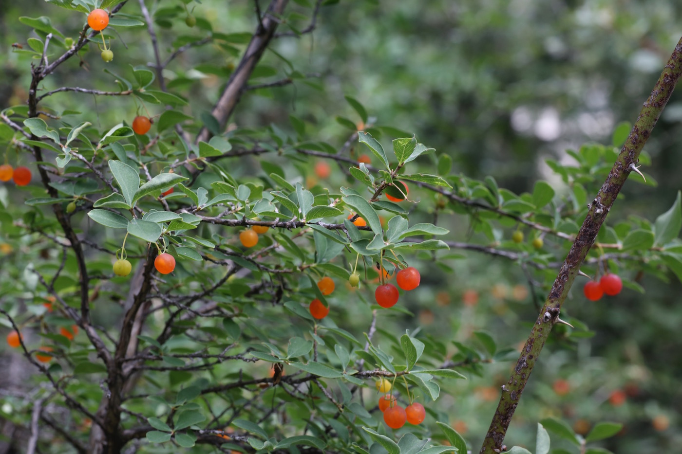 Изображение особи Lonicera microphylla.