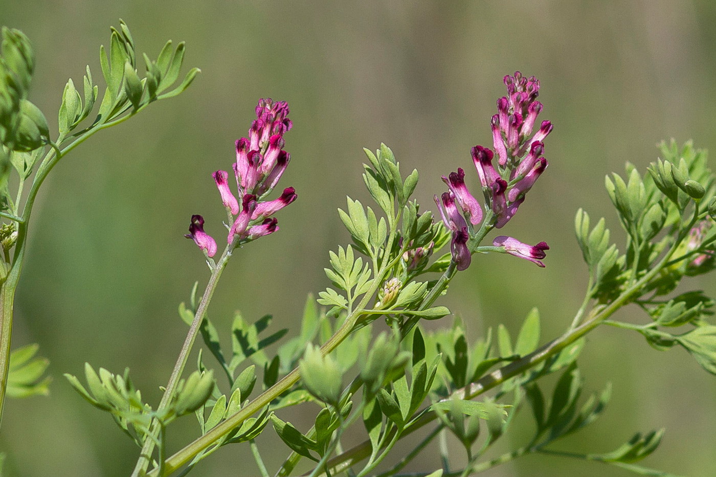 Изображение особи Fumaria officinalis.