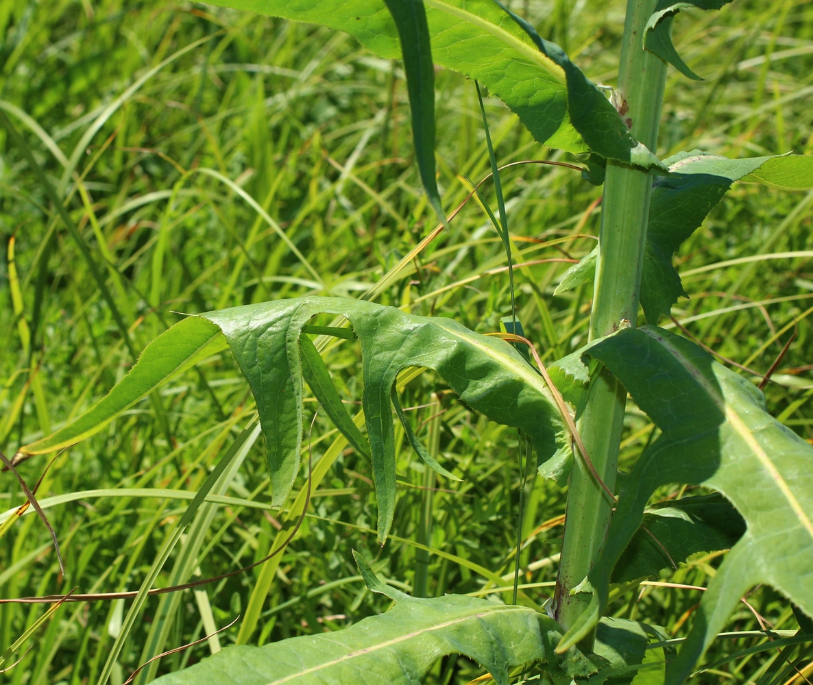 Изображение особи Sonchus palustris.