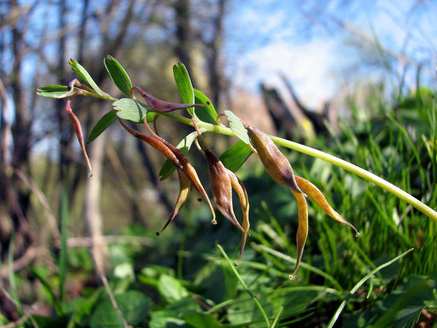 Image of Corydalis solida specimen.