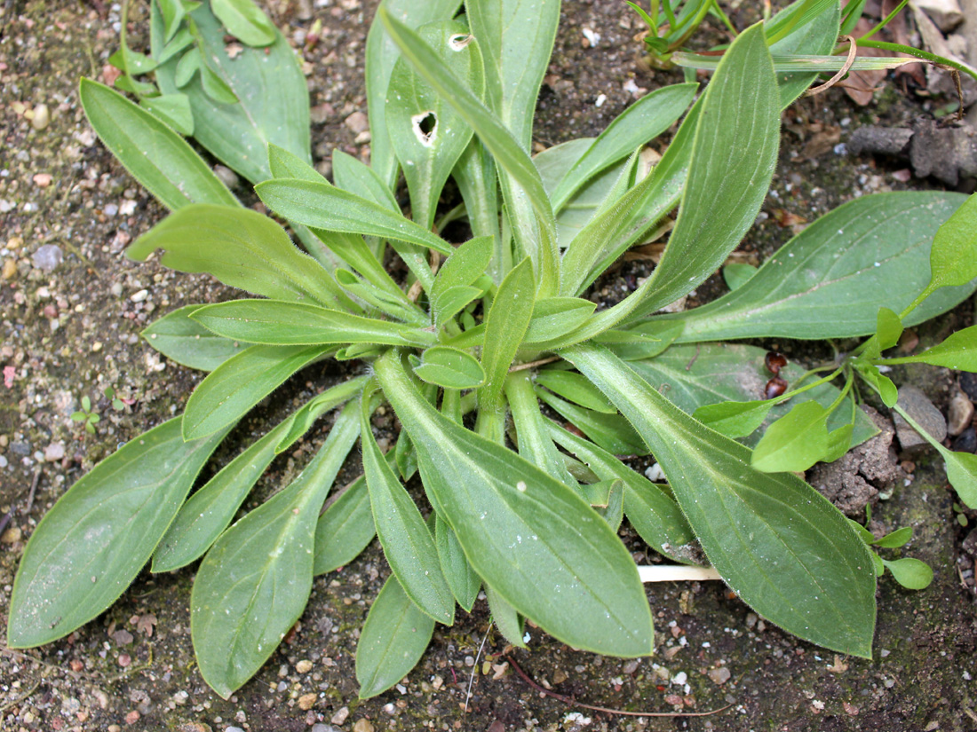 Image of Melandrium album specimen.