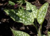 Pulmonaria officinalis. Вегетирующее растение. Москва, Воронцовский парк, лужайка в дубовой роще, в культуре или одичавшее. 15.05.2017.