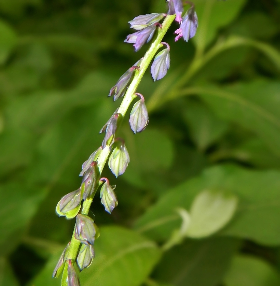 Image of Polygala comosa specimen.