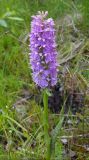 Dactylorhiza baltica