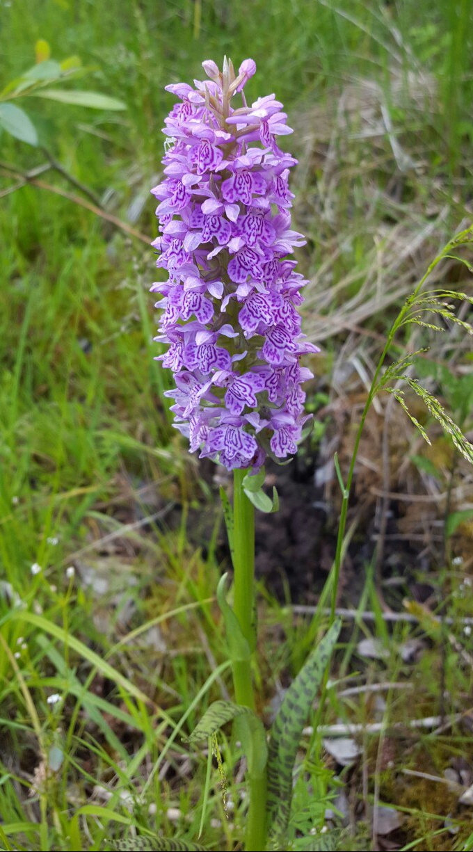 Изображение особи Dactylorhiza baltica.