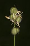 Image of taxon representative. Author is Максим Гуляев