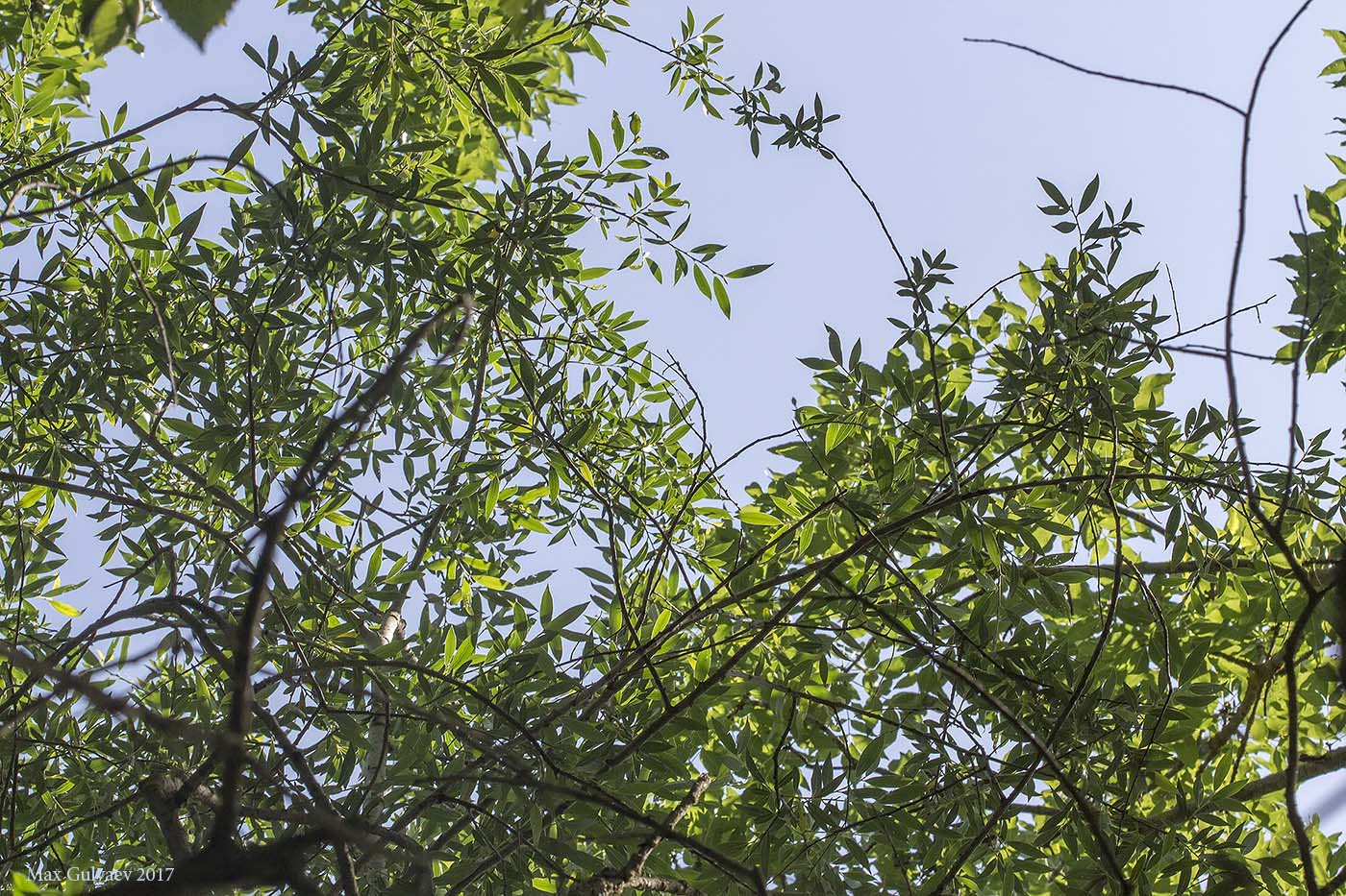 Image of genus Salix specimen.
