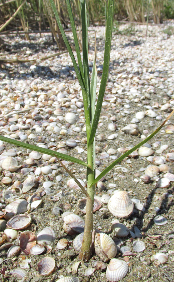 Image of genus Bolboschoenus specimen.