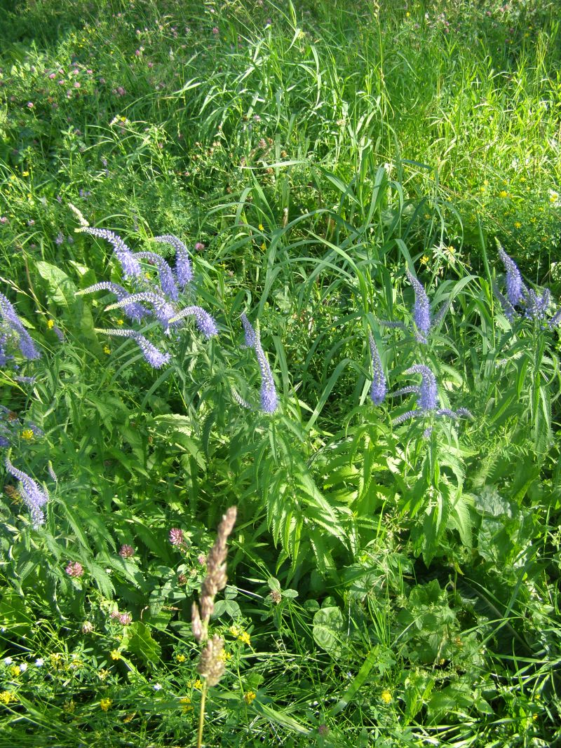 Image of Veronica longifolia specimen.