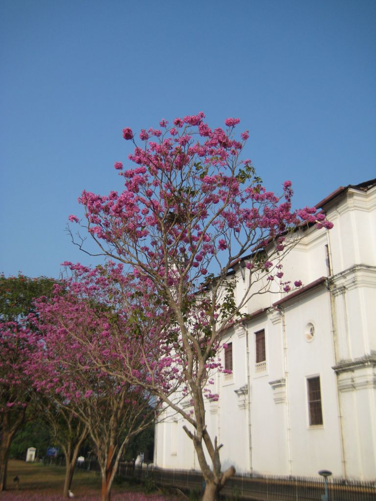 Image of genus Tabebuia specimen.