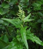 Atriplex sagittata