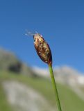 Eleocharis quinqueflora