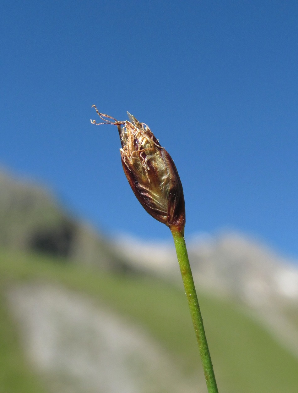 Image of Eleocharis quinqueflora specimen.