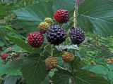 Rubus occidentalis