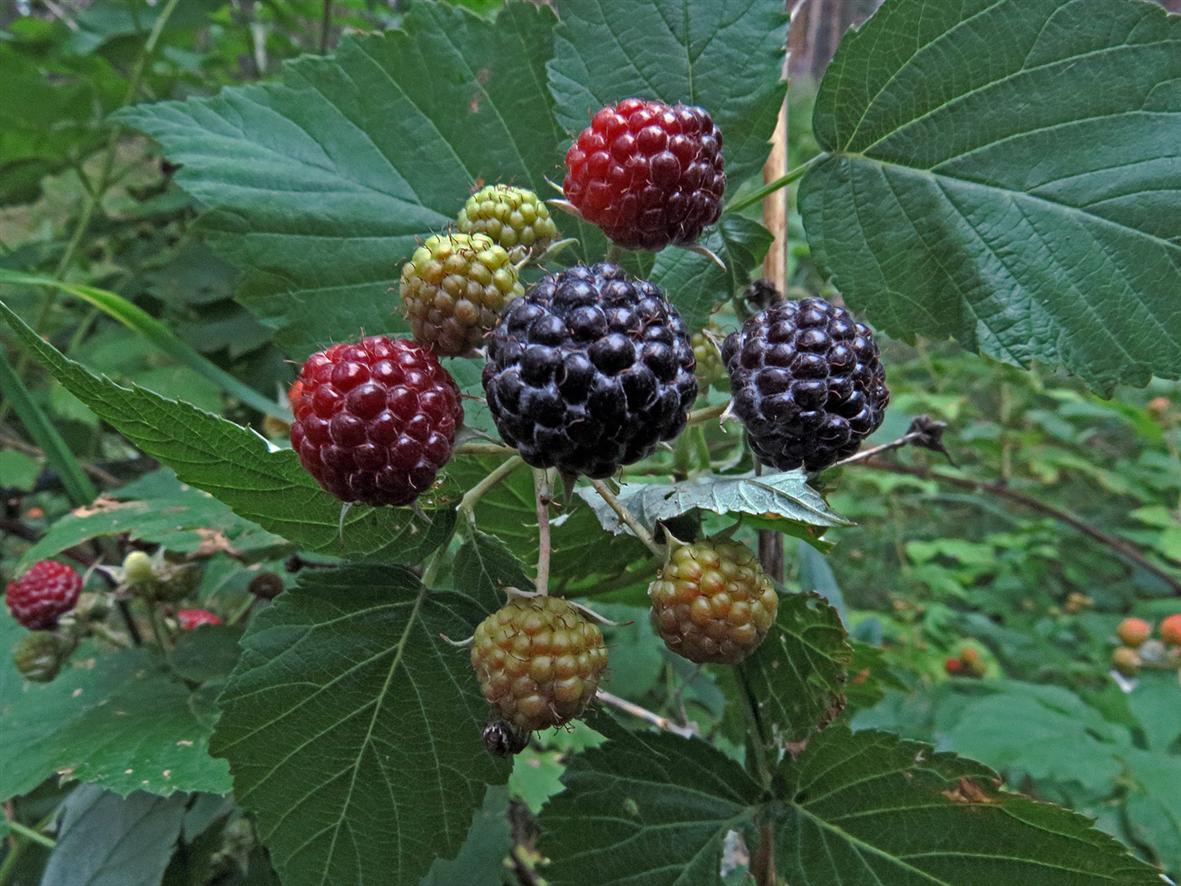 Image of Rubus occidentalis specimen.