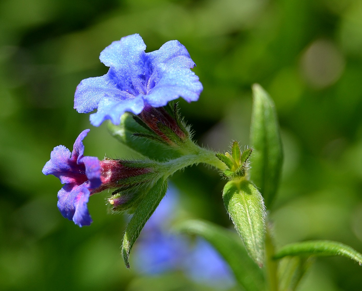 Изображение особи Aegonychon purpureocaeruleum.