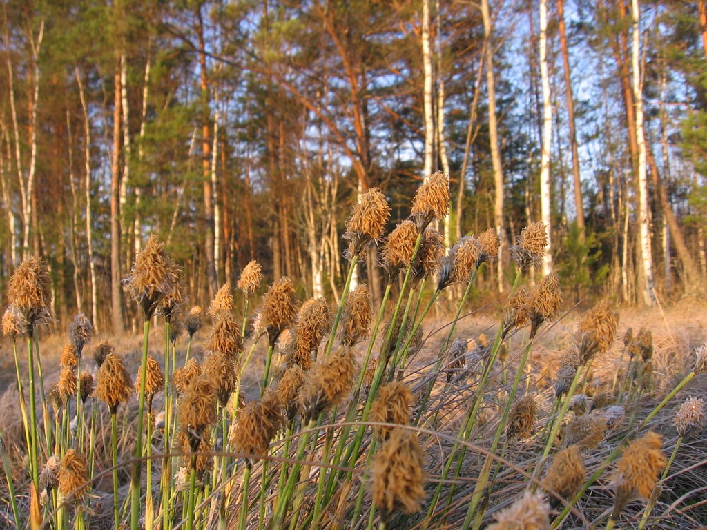 Изображение особи Eriophorum vaginatum.