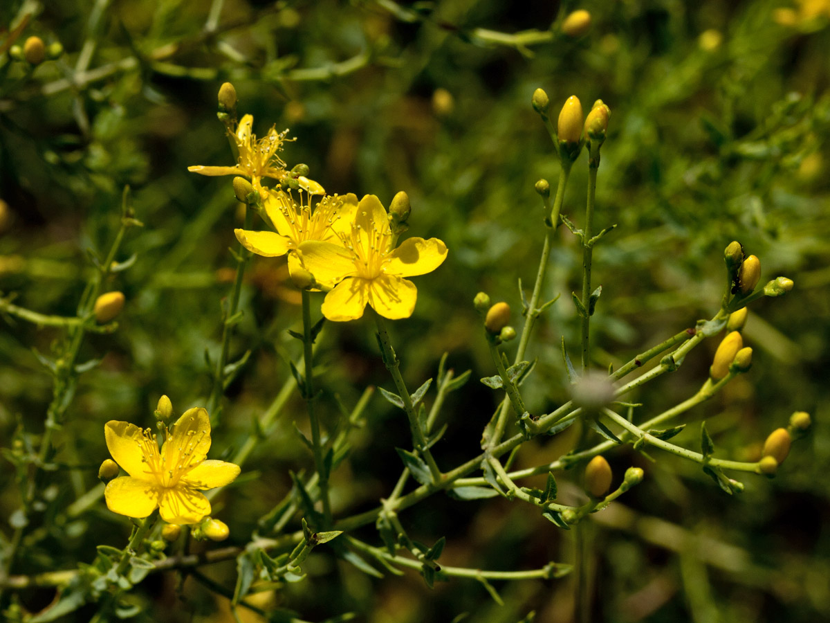 Изображение особи Hypericum triquetrifolium.