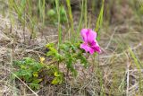 Rosa rugosa. Цветущее растение на береговом склоне, заросшем злаками. Ленинградская обл., Ломоносовский р-н, окр. дер. Кандикюля, берег Финского залива. 13.08.2017.