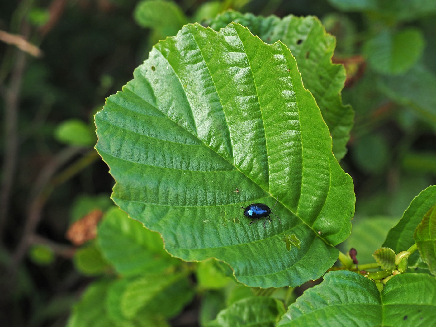 Изображение особи Alnus glutinosa.